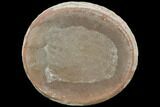 Fossil Jellyfish (Essexella) In Ironstone, Pos/Neg - Illinois #120985-1